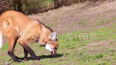 高清视频的人畜红狼菊花，南美洲。 他在绿草上玩耍。 他躺下来